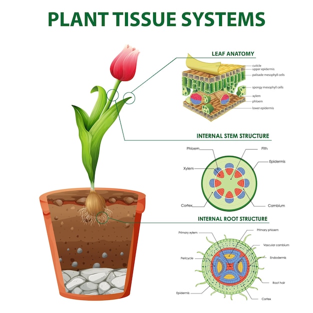 Vector diagram showing plant tissue systems