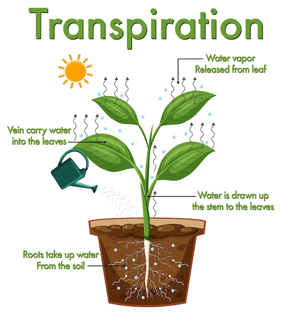 Vector diagram showing plant transpiration