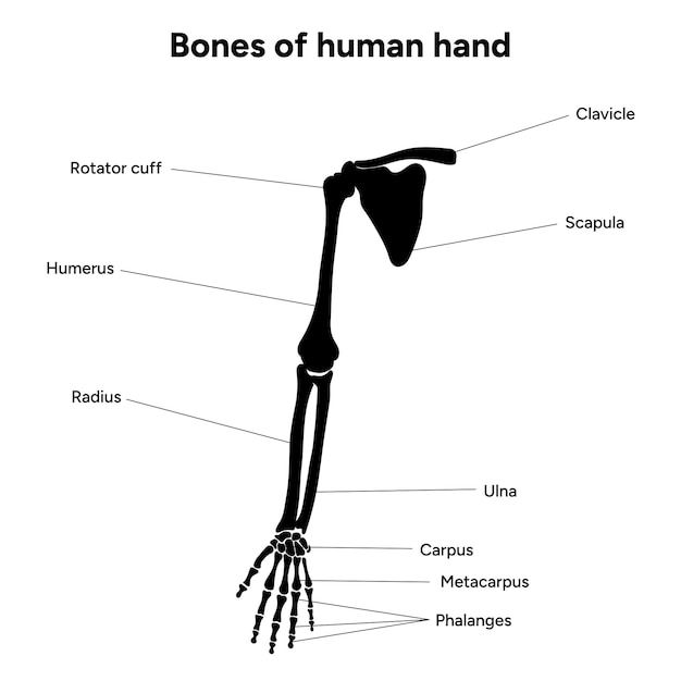 Vector diagram showing shoulder bone bones of human hand