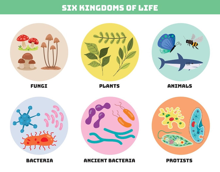 Vector diagram showing six kingdoms of life