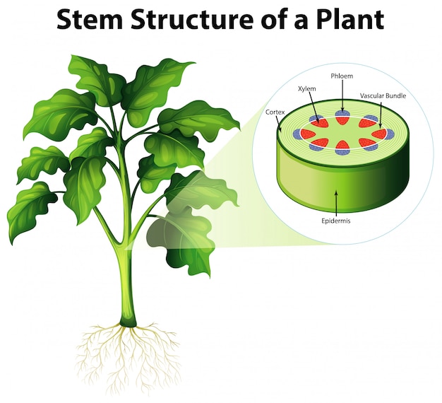 Vettore diagramma che mostra la struttura del gambo di una pianta