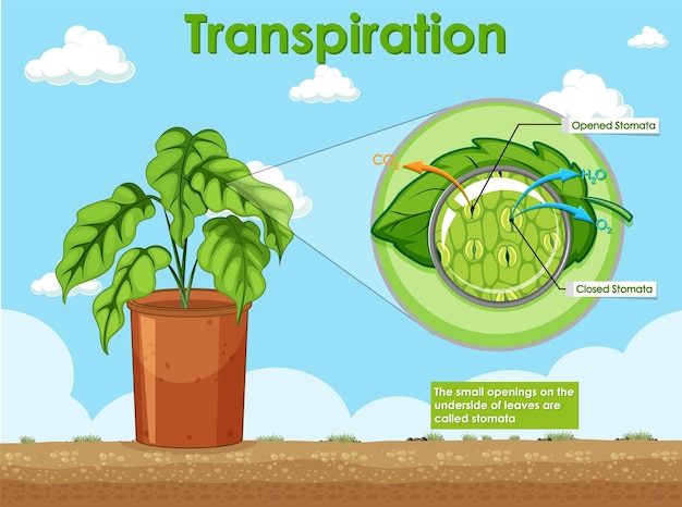 Diagram showing transpiration in plant