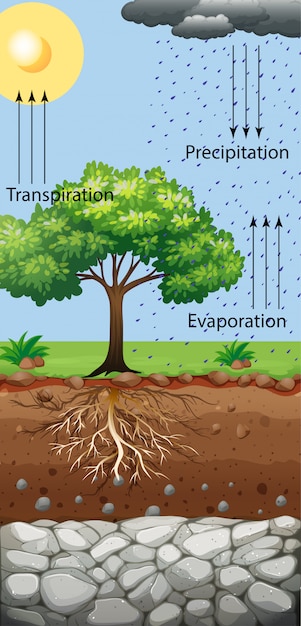 Vettore diagramma che mostra l'albero e la traspirazione