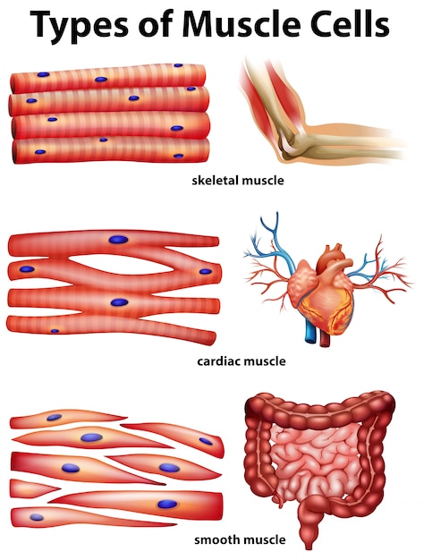 Vector diagram showing types of muscle cells