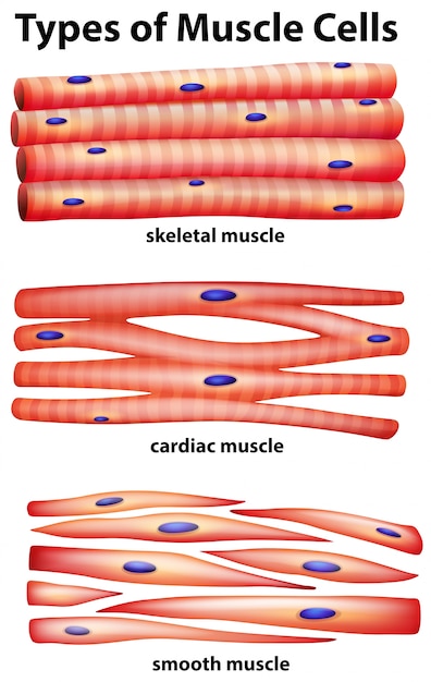 Diagramma che mostra i tipi di cellule muscolari