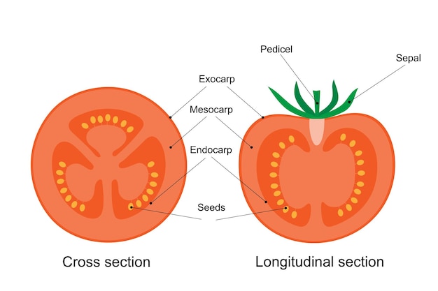 Vector diagram of a tomato fruit cross and longitudinal section