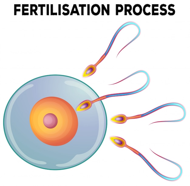 Diagram van bevruchtingsproces