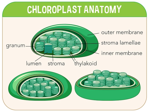 Diagram van chloroplastanatomie voor biologie en biowetenschappen Educ