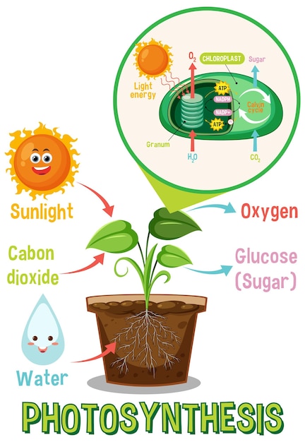Diagram van fotosynthese voor onderwijs in biologie en levenswetenschappen