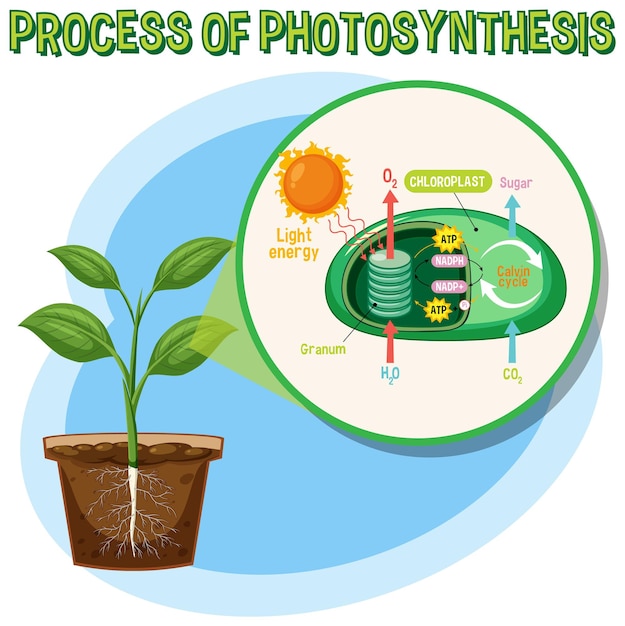 Vector diagram van fotosynthese voor onderwijs in biologie en levenswetenschappen