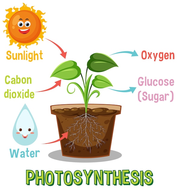 Diagram van fotosynthese voor onderwijs in biologie en levenswetenschappen