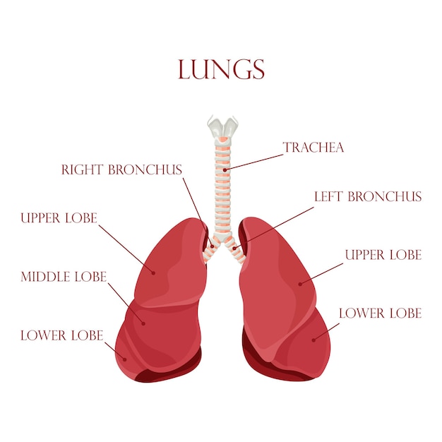 Diagram van menselijke longen en luchtpijp ademhalingssysteem gezonde longen pictogram vectorillustratie geïsoleerd op een witte achtergrond