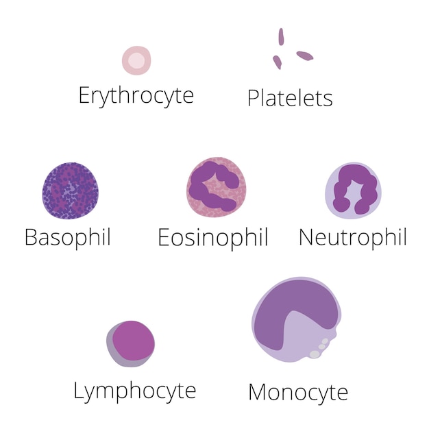 ベクトル すべての種類の血球コレクションの図教育医療情報ベクトル
