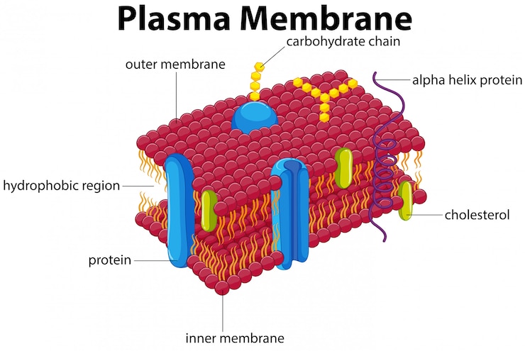 Vector diagram with plasma membrane