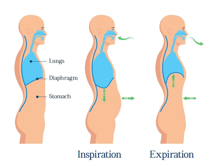 वेक्टर the diagram of a woman  s body shows the different parts of the body