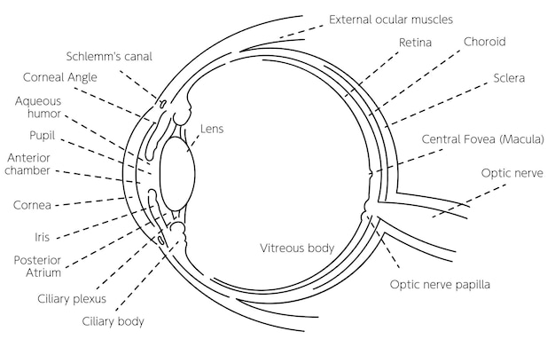 Illustrazione schematica del disegno della linea dell'occhio