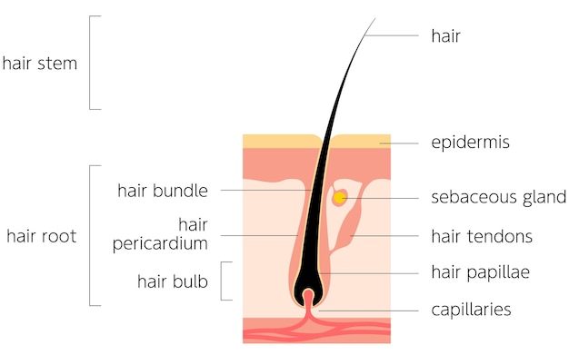 Vector diagrammatic illustration of hair crosssectional view