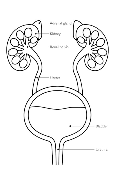 Vector diagrammatic of the urinary organs kidneys adrenal glands renal pelvis ureters bladder urethra