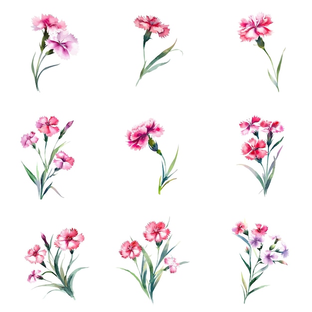 Dianthus plumarius bloemen set Aquarel illustratie geïsoleerd op witte achtergrond