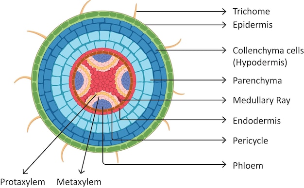 Vector dicot stem