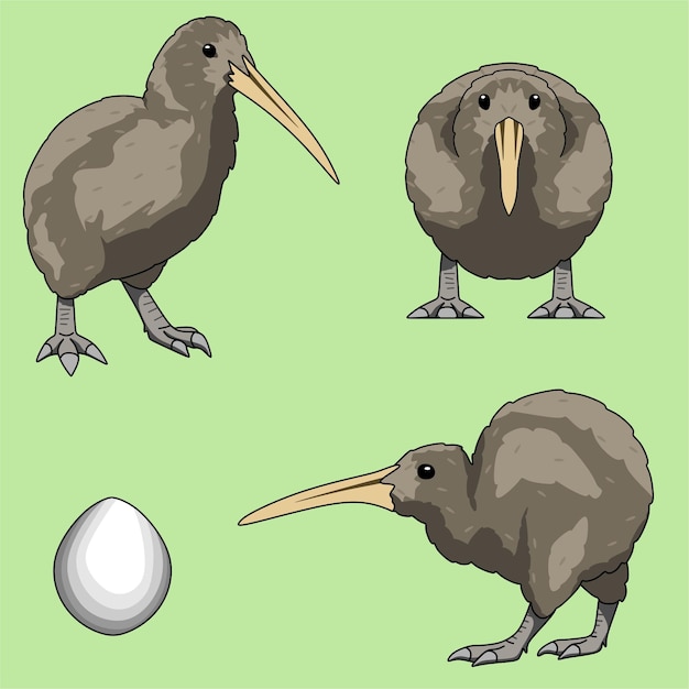 Vector dieren illustratie, set van kiwivogels vectortekeningen