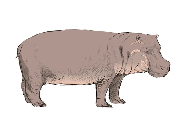 Dieren Illustratie van nijlpaard
