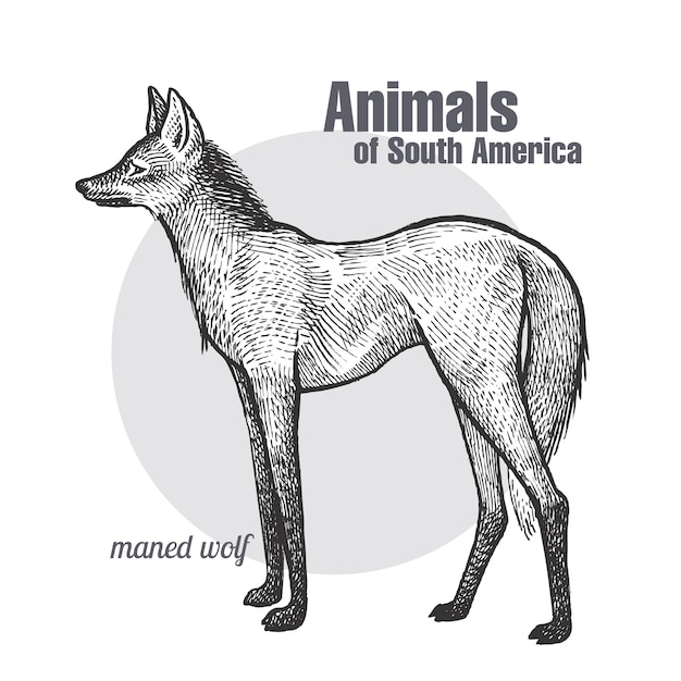 Dieren van Zuid-Amerika Maned Wolf.