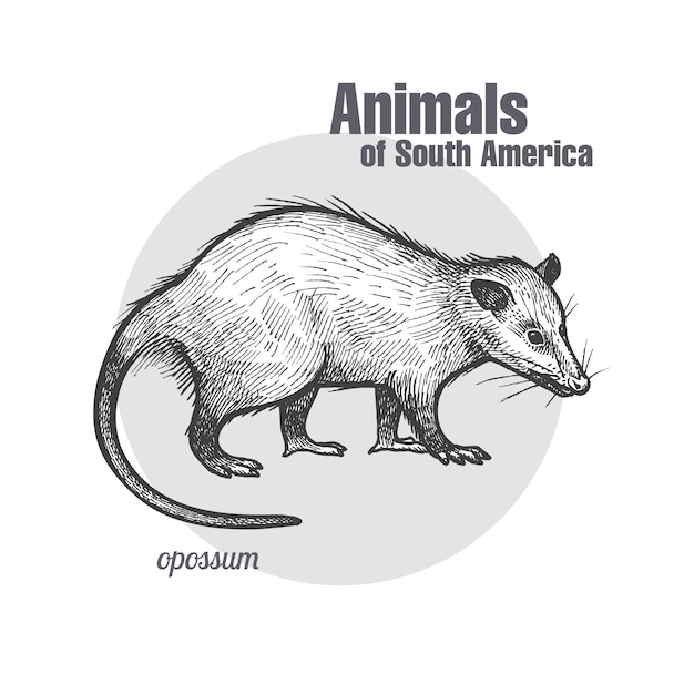 Vector dieren van zuid-amerika opossum.