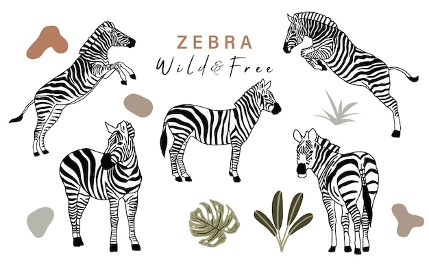 Dierlijke objectverzameling met zebra. vectorillustratie voor pictogram, sticker, afdrukbaar