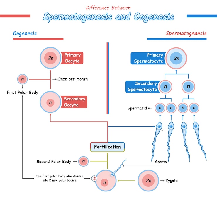 Vector difference between oogenesis and spermatogenesis simple draw