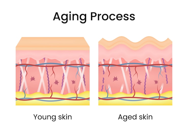 Vector differences in skin structure between young and aged skin