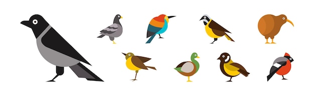 Different birds and avians as feathered flying creature vector set