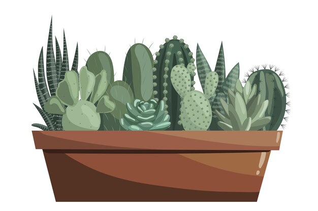 Different cacti in ceramic pot Succulent prickly pear opuntia haworthia echeveria cactus sansevieria