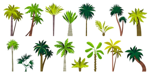 Different exotic palms Tropical botanical plants with leaves palm tree trunk cartoon style summer green foliage plants Vector isolated set of exotic botanical plant illustration