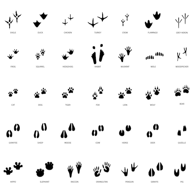 Diverse tracce di impronte. il passo dell'impronta traccia gli animali. illustrazione vettoriale.