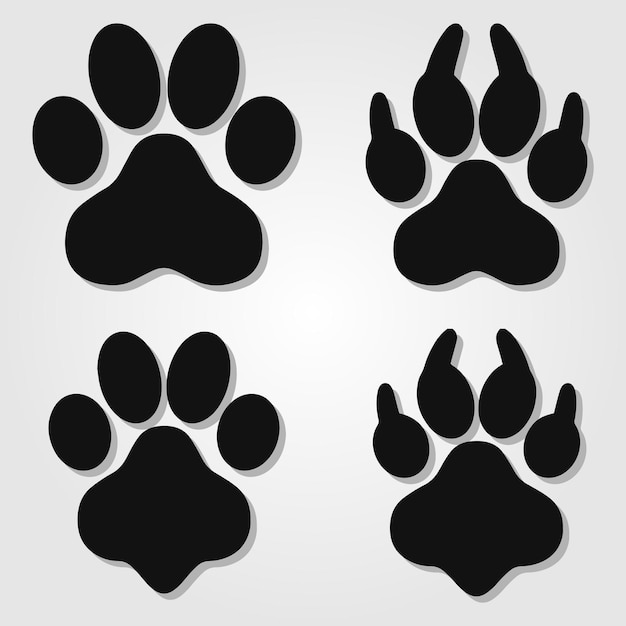 Different footprints of big cats set