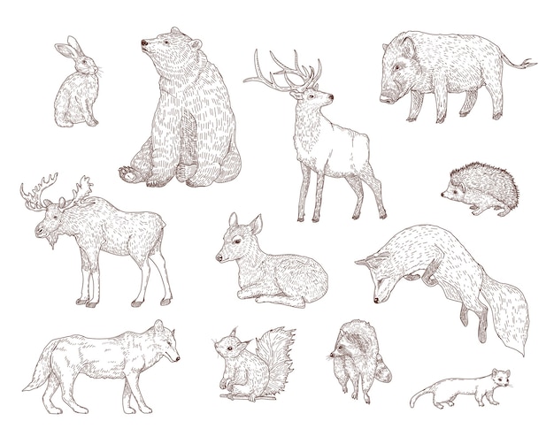 Different forest animals engraved illustrations set