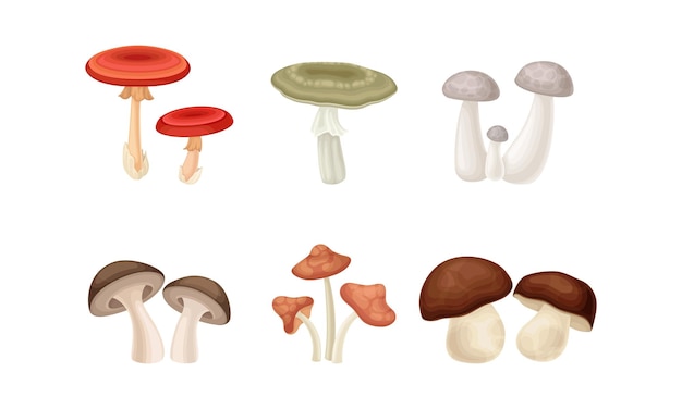 Different forest mushrooms or toadstools with stem and cap isolated on white background vector set