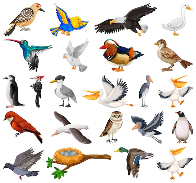 Different kinds of birds collection