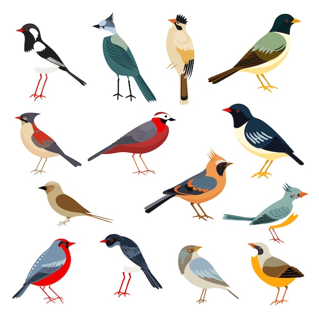 Vector different kinds of birds collection