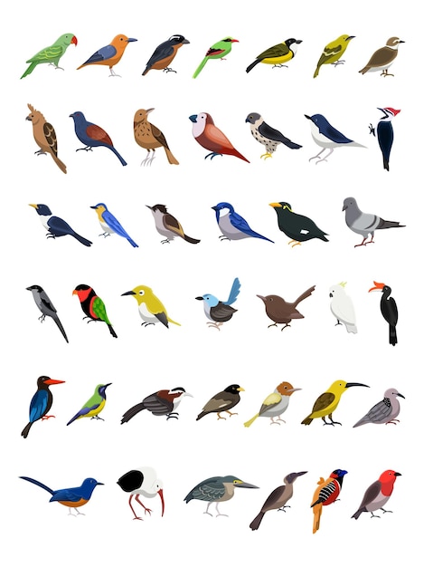 Vector different kinds of birds vetor collection