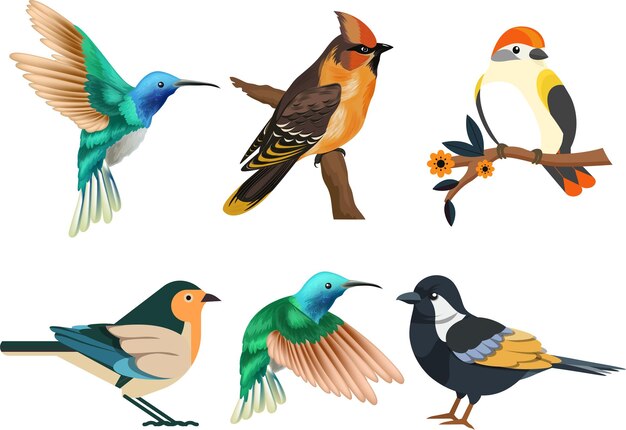 Vector different kinds of birds