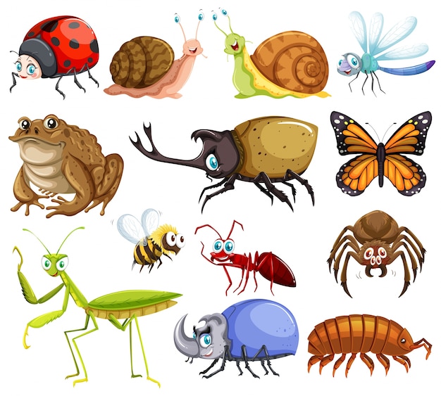 Different kinds of bugs illustration