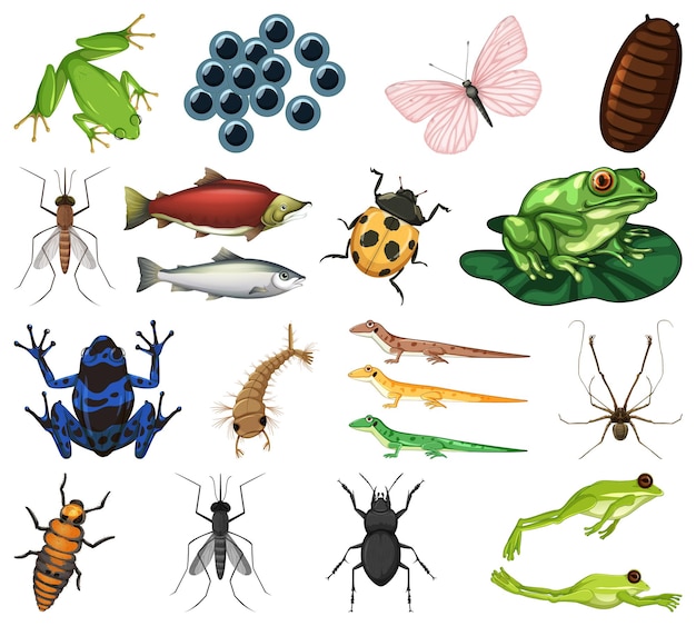 Different kinds of insects and animals on white background