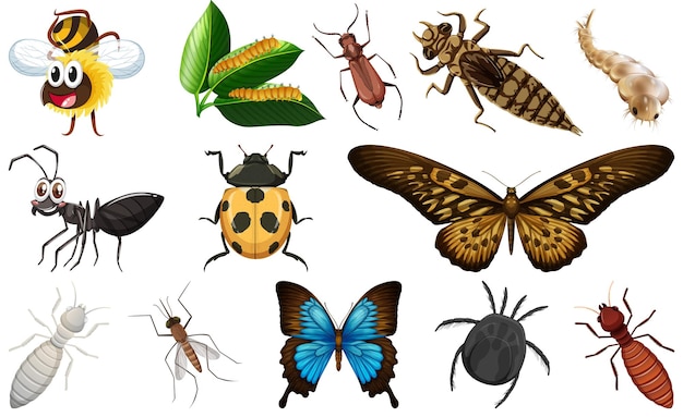 Vector different kinds of insects collection