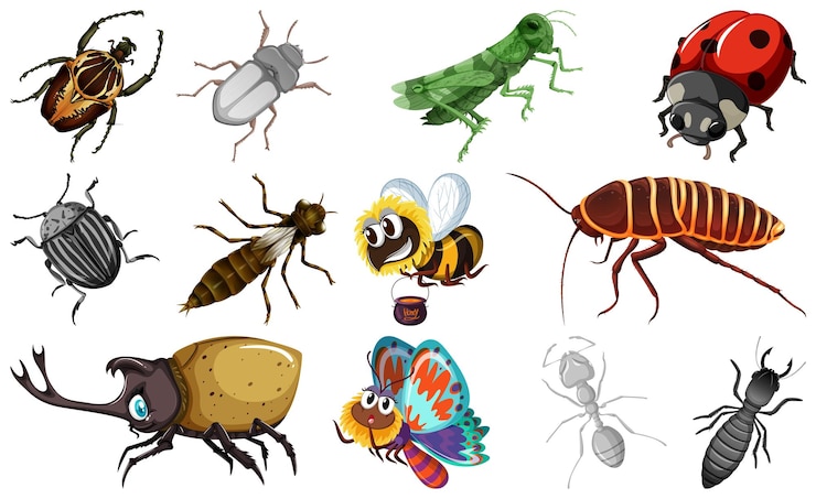 Vector different kinds of insects collection