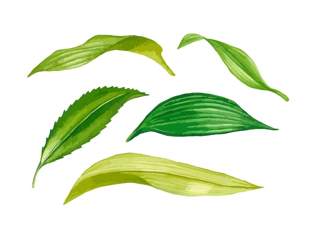 Различные виды листьев акварельный набор Ручной обращается листья изолированы
