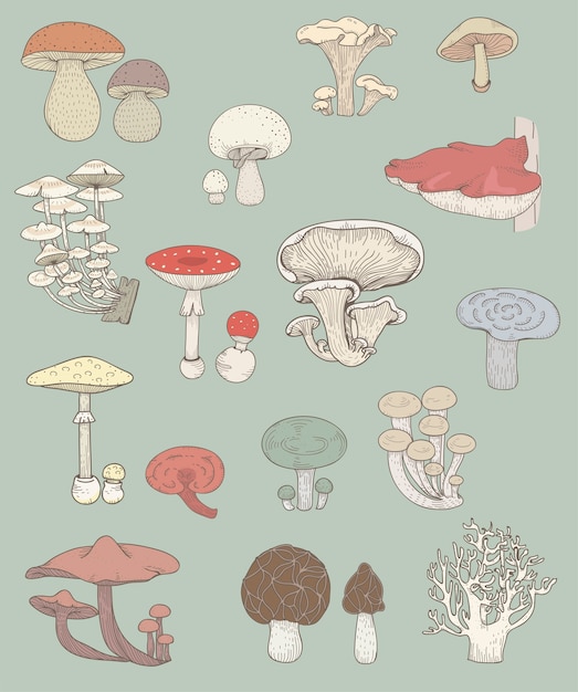 Different kinds of mushrooms