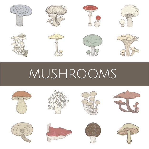 Different kinds of mushrooms