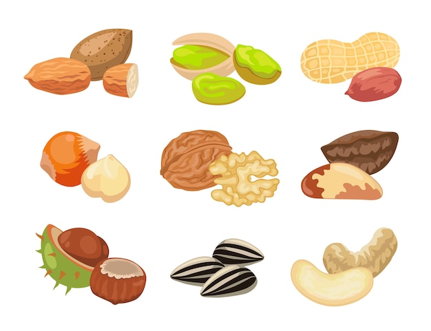 Vector different kinds of nuts illustrations set. collection of drawings with almond, hazelnut, pistachio, cashew, sunflower seeds, peanut, walnut isolated on white